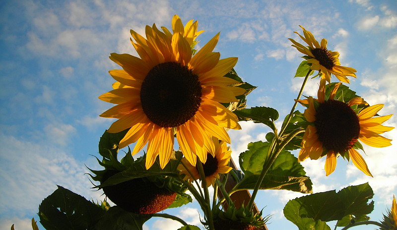 Sonnenblumen